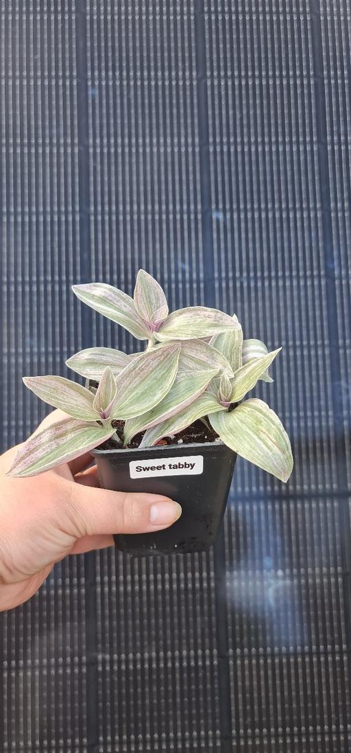 Buy & Sell Barking Barking and Dagenham - Photos for indoor plants