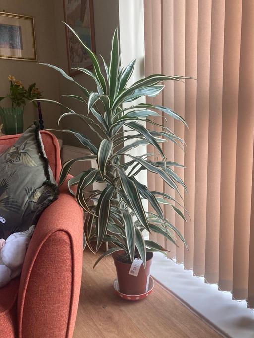 Buy & Sell Bedford Park West London - Photos for House plant