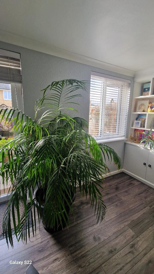 Buy & Sell Beckton East London - Photos for House plant 🪴