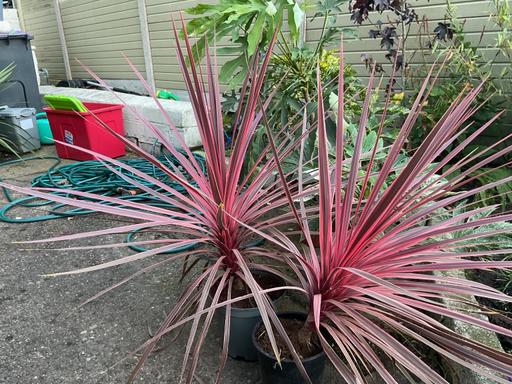 Buy & Sell Telford Telford and Wrekin - Photos for Pr of large red Cordylines
