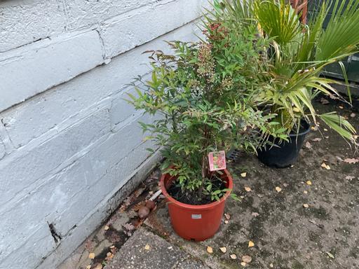 Buy & Sell Telford Telford and Wrekin - Photos for Nandina Domestica