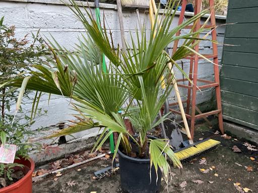 Buy & Sell Telford Telford and Wrekin - Photos for Washingtonia Palm