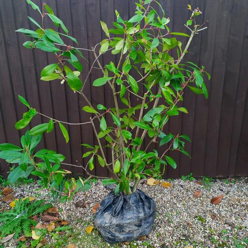 Buy & Sell Galley Common Nuneaton and Bedworth - Photos for Red Robin (Photinia) Border Shrub / Evergreen