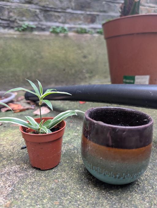Buy & Sell Wandsworth South West London - Photos for spider plant with pot