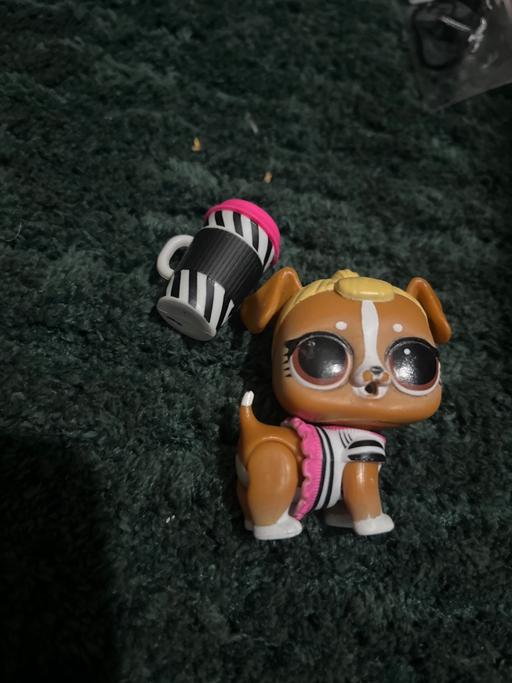 Buy & Sell Conisbrough Doncaster - Photos for lol pet and accessories