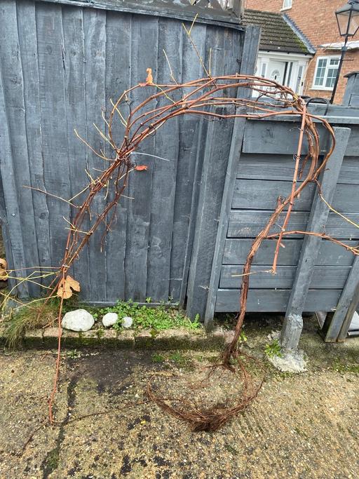 Buy & Sell Potters Bar Hertsmere - Photos for Black grape vine mature