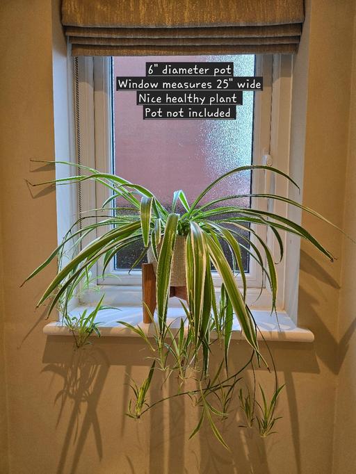 Buy & Sell Rowley Regis Sandwell - Photos for Healthy Spider plant 🪴 with shoots
