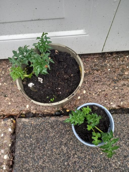 Buy & Sell Kings Heath Birmingham - Photos for Perennial Acanthus spinosus