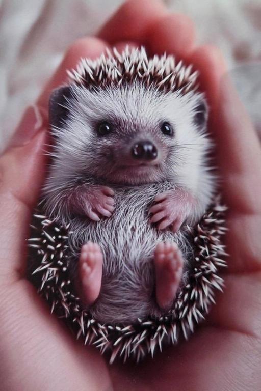 Buy & Sell Garlinge Thanet - Photos for 🦔🌼 THANKYOU 🌼🦔