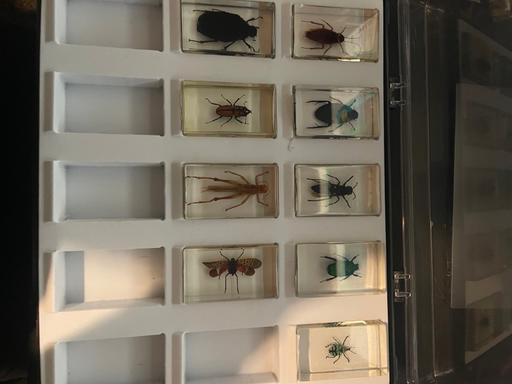 Buy & Sell Leamore Walsall - Photos for Vintage 1990s Real Insect Paperweights