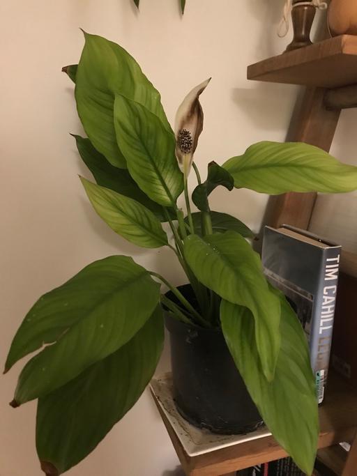 Buy & Sell Willenhall Walsall - Photos for 2 peace lily plants ,ceramic pot not included