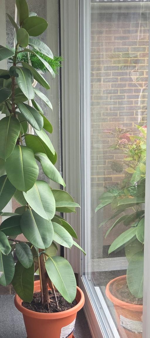 Buy & Sell Luton Bedfordshire - Photos for House plant