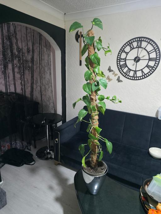 Buy & Sell Cranford Hounslow - Photos for golden pothos aka devil's ivy