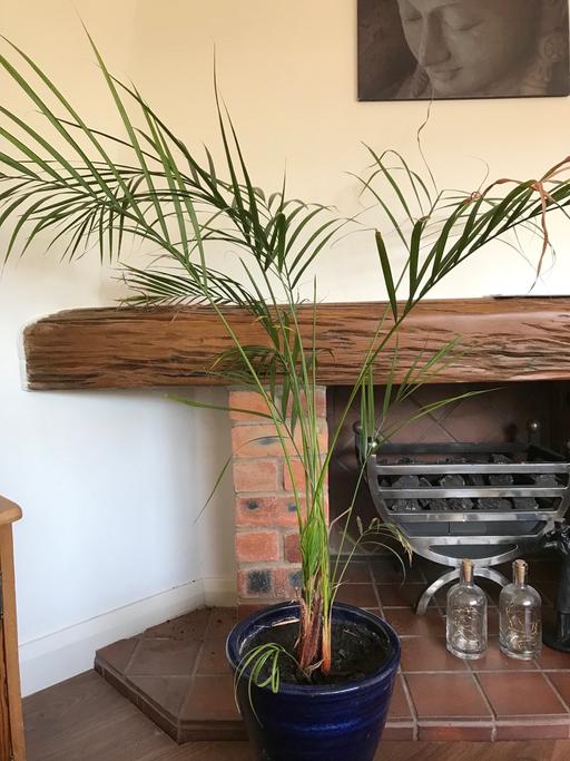 Buy & Sell Willenhall Walsall - Photos for Tropical Palm plant indoor houseplant & pot