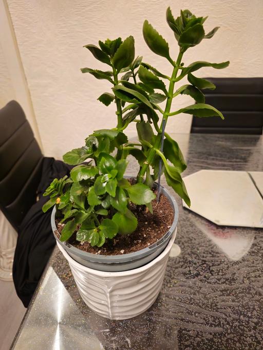 Buy & Sell Cranford Hounslow - Photos for plant