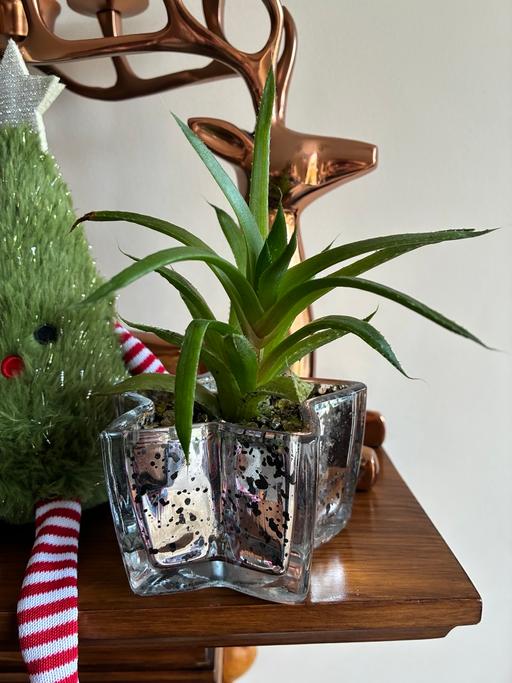 Buy & Sell Lye Dudley - Photos for Succulent in Glass Star Shape Planter