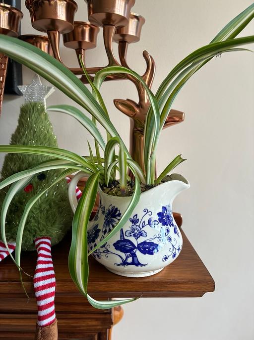 Buy & Sell Stourbridge Dudley - Photos for Spider Plant in Vintage Jug