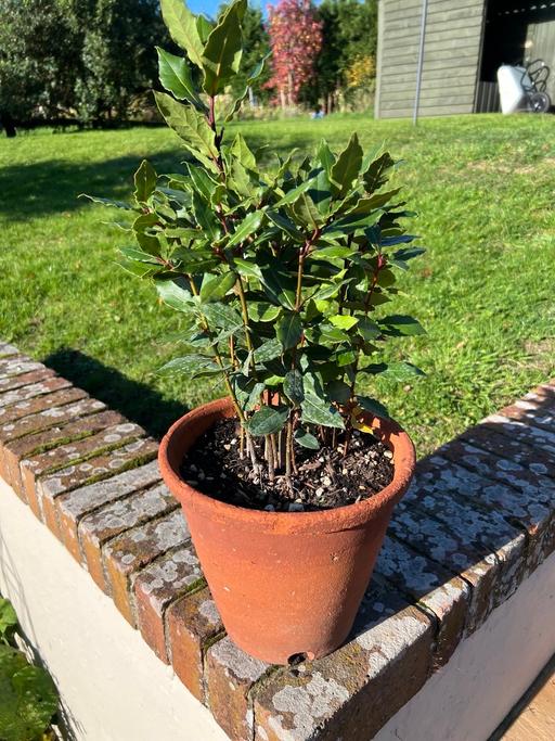 Buy & Sell Goddards Green West Berkshire - Photos for Bay tree in terracotta pot
