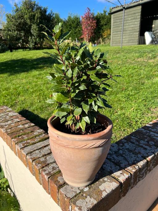 Buy & Sell Goddards Green West Berkshire - Photos for Bay tree in terracotta pot