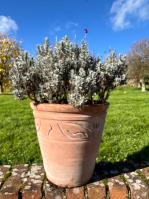 Buy & Sell Goddards Green West Berkshire - Photos for Lavender in terracotta pot