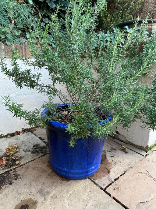 Buy & Sell Goddards Green West Berkshire - Photos for Blue pot with rosemary