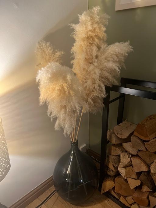 Buy & Sell Goddards Green West Berkshire - Photos for Glass Demi John vase with 4 pampas’s