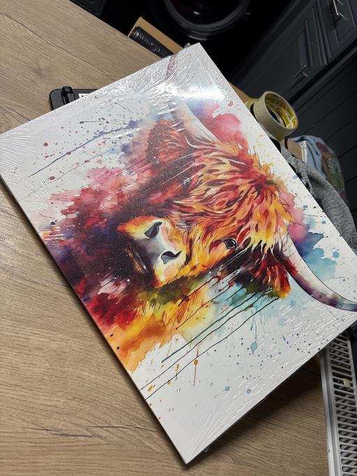 Buy & Sell Duckmanton Chesterfield - Photos for Highland cow canvas picture