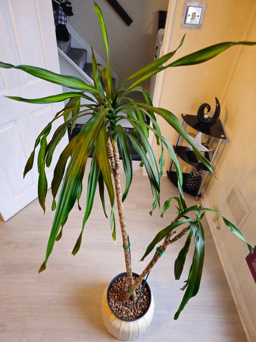 Buy & Sell Clapham Junction South West London - Photos for lovely plant