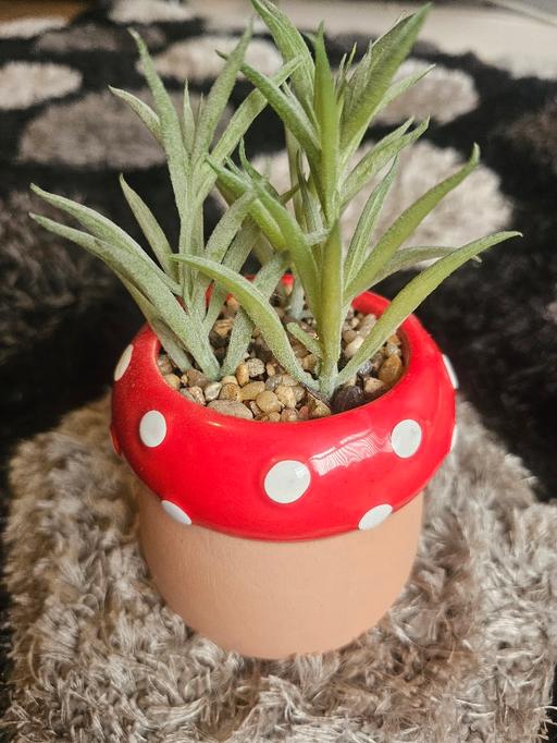 Buy & Sell Liverpool Knowsley - Photos for Decorative Mushroom plant