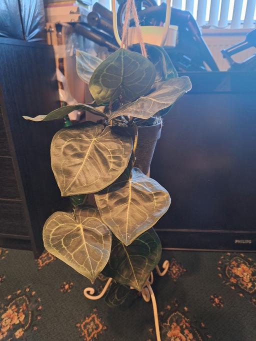 Buy & Sell Walton Liverpool - Photos for artificial plant