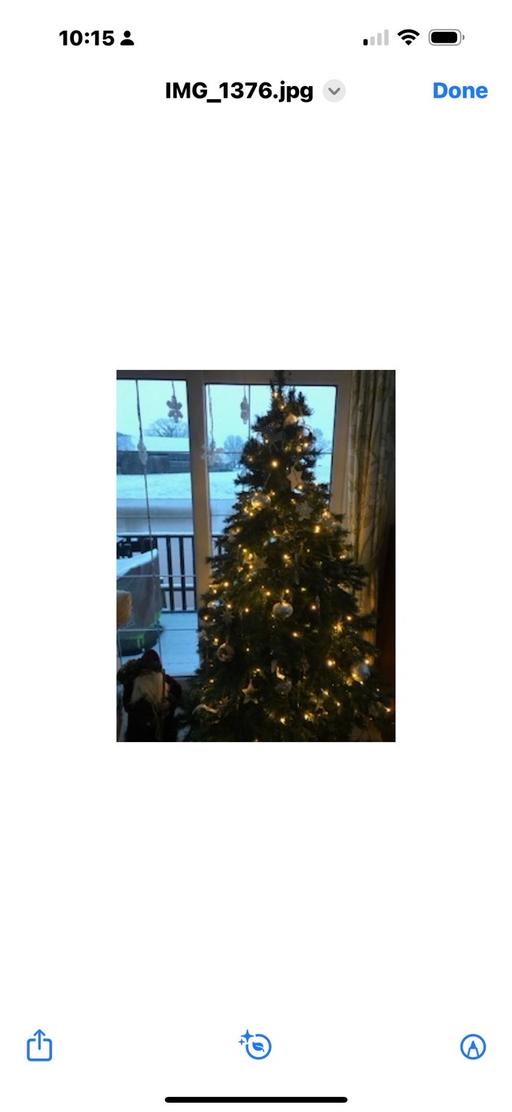 Buy & Sell Ripple Malvern Hills - Photos for Christmas tree. I year old