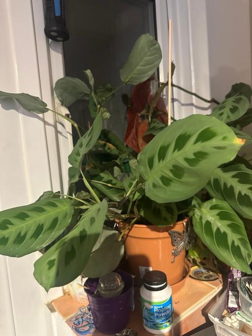 Buy & Sell Gillingham Business Park Medway - Kent - Photos for Plant FREE