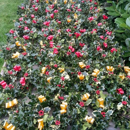 Buy & Sell Wolverley Wyre Forest - Photos for Christmas holly wreaths with ribbon