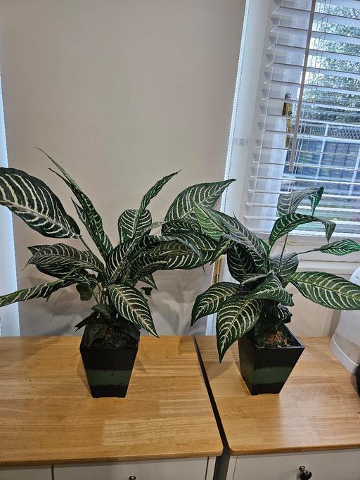 Buy & Sell Lower Earley Wokingham - Photos for 2x artificial plants for sale