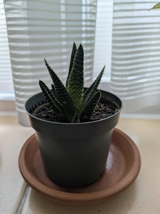 Buy & Sell Farnham Common Buckinghamshire - Photos for Plant ☘️