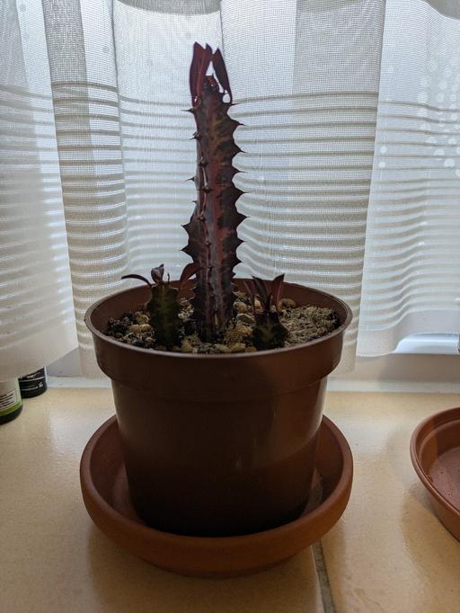 Buy & Sell Slough Town Centre Slough - Photos for Plant ☘️