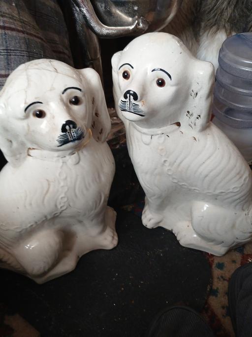 Buy & Sell Netherton Dudley - Photos for 2 big old dogs saddler.12 ins or more