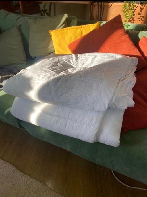 Buy & Sell New Cross South East London - Photos for Two single duves