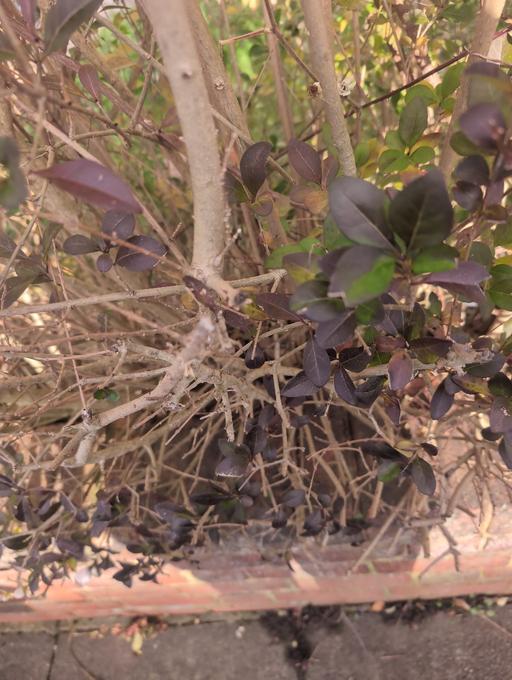 Buy & Sell Rowley Regis Sandwell - Photos for Android tablet