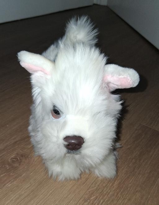 Buy & Sell Bradley Wolverhampton - Photos for soft toy dog