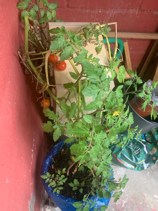 Buy & Sell Hackney East London - Photos for Tomato Plant