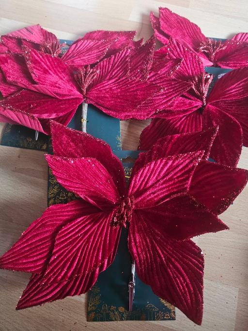 Buy & Sell Knowsley Park Knowsley - Photos for Red Velvet Poinsettia