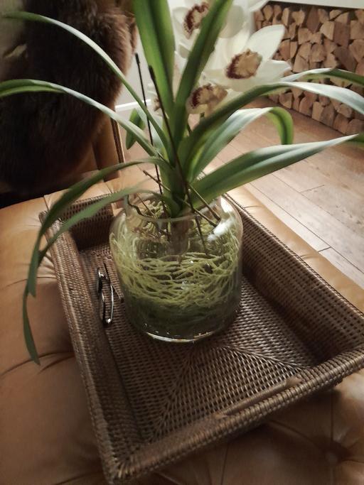 Buy & Sell Middlewich Cheshire East - Photos for OKA Faux Plant