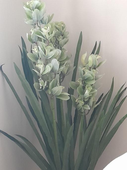 Buy & Sell Middlewich Cheshire East - Photos for OKA Faux Plant