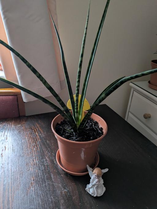 Buy & Sell Farnham Royal Slough - Photos for Plant