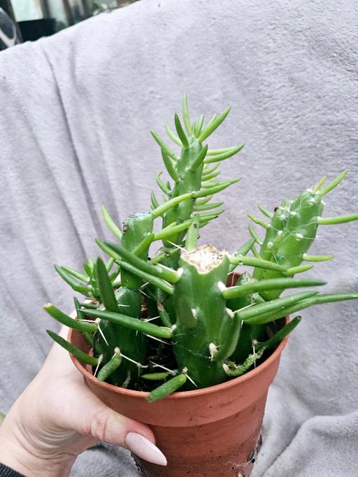 Buy & Sell Combe Down Bath and North East Somerset - Photos for Austrocylindropuntia subulata plant