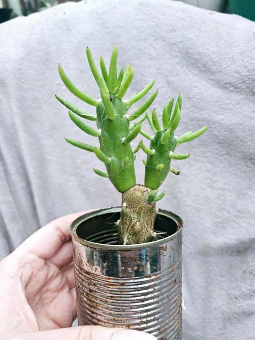 Buy & Sell Beercrocombe Somerset - Photos for Austrocylindropuntia subulata plant