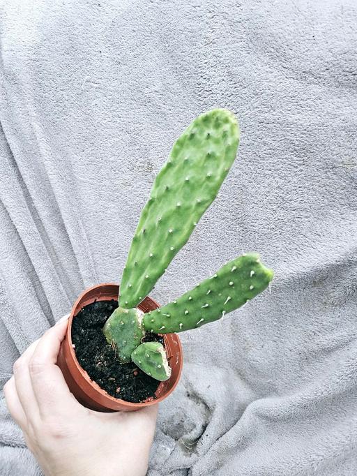 Buy & Sell Beercrocombe Somerset - Photos for Opuntia Cactus (Prickly Pear) plant