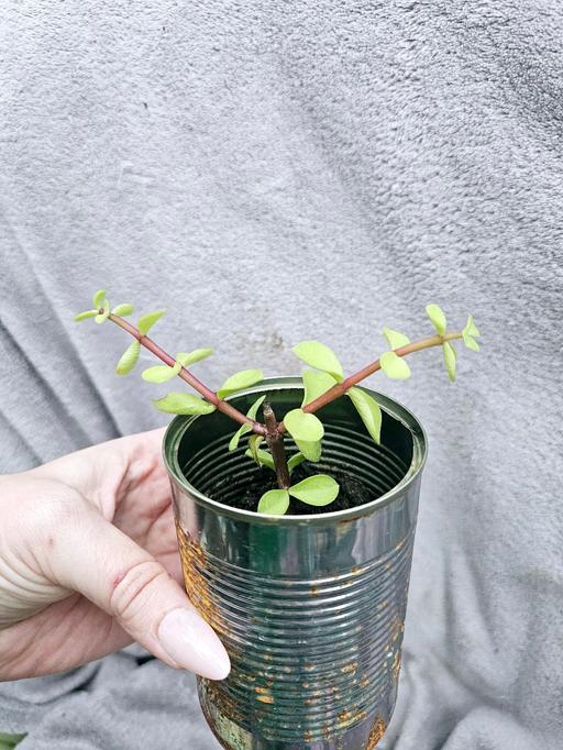 Buy & Sell Beercrocombe Somerset - Photos for Portulacaria afra, Elephant Bush / Dwarf Jade