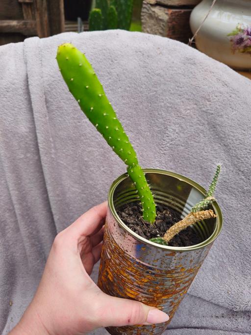 Buy & Sell Beercrocombe Somerset - Photos for Opuntia Cactus (Prickly Pear type) plant